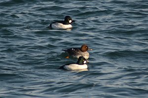 Duck, Common Goldeneye, 2012-01287653 Gloucester, MA